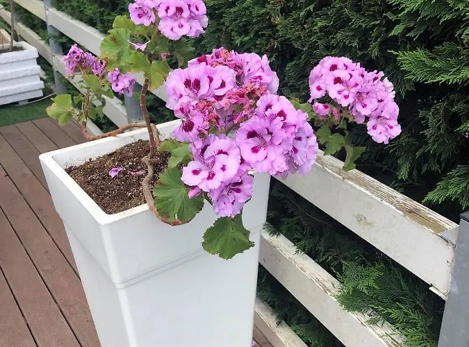 Rezidenca Primavera Durrës